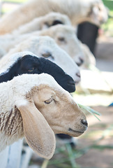 Image showing sheep in farm