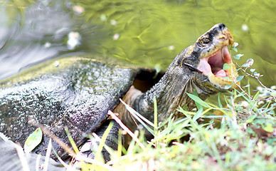 Image showing tortoise in water