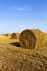 Image showing   field with cereals  