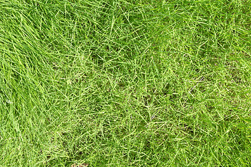 Image showing green grass background
