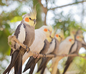 Image showing image of parrots