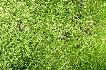 Image showing green grass background