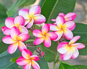 Image showing frangipani flowers