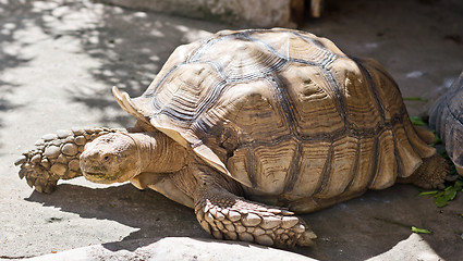 Image showing close up of tortoise