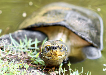 Image showing tortoise in water