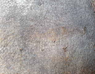 Image showing rhino skin texture