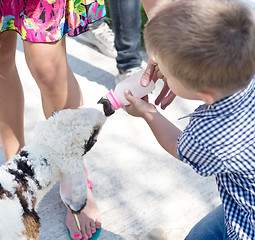 Image showing cut lamb feeding