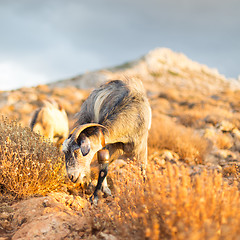 Image showing Domestic goat in mountains.