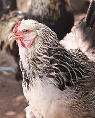 Image showing close up of chicken 