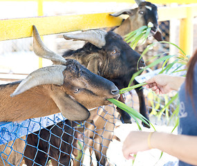 Image showing in the Zoo