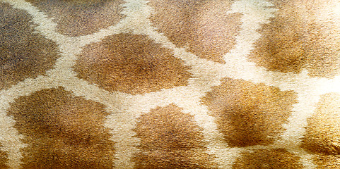 Image showing giraffe skin texture