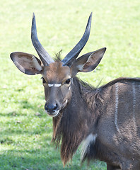 Image showing sitatunga on grass