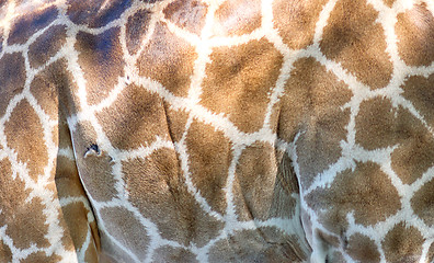 Image showing giraffe skin texture
