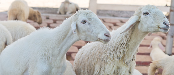 Image showing sheep on farm