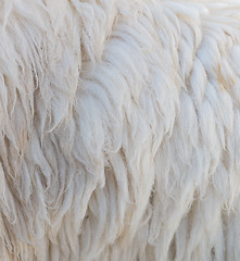 Image showing sheep wool background