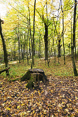 Image showing   forest ,  autumn season.