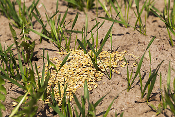 Image showing little sprout Cereal 