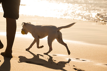 Image showing Dog carrying ball on beach in summer.