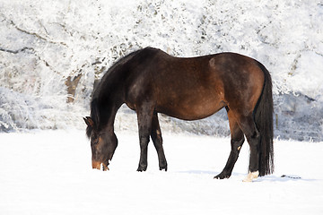 Image showing pregnant mare in snow