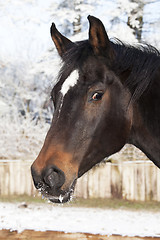 Image showing Horsehead Winter