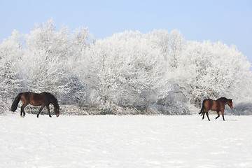 Image showing Horses in winter pasture