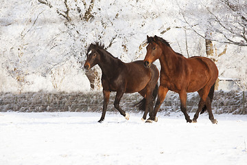 Image showing Two horses in the snow