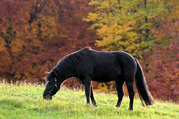 Image showing Ravnsholt Skov forest in  Alleroed Denmark