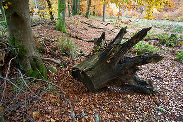 Image showing Ravnsholt Skov forest in  Alleroed Denmark