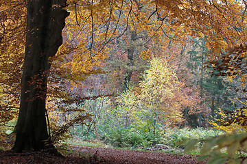 Image showing Ravnsholt Skov forest in  Alleroed Denmark