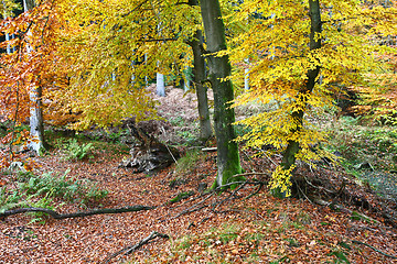 Image showing Ravnsholt Skov forest in  Alleroed Denmark