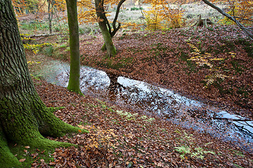 Image showing Ravnsholt Skov forest in  Alleroed Denmark