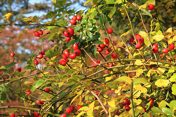 Image showing wild brier plant