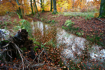 Image showing Ravnsholt Skov forest in  Alleroed Denmark