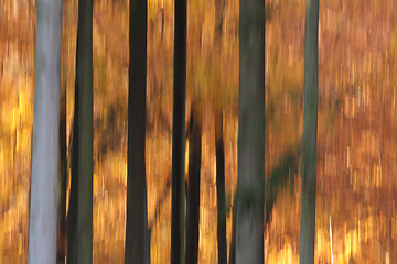 Image showing Ravnsholt Skov forest in  Alleroed Denmark