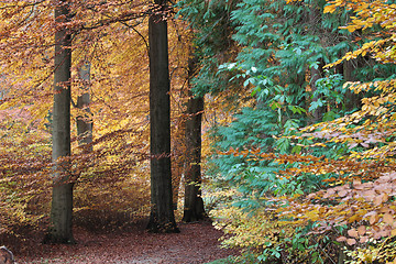 Image showing Ravnsholt Skov forest in  Alleroed Denmark