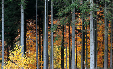 Image showing Ravnsholt Skov forest in  Alleroed Denmark