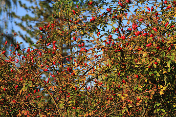 Image showing wild brier plant