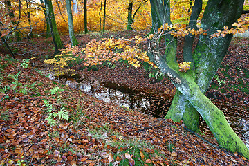 Image showing Ravnsholt Skov forest in  Alleroed Denmark