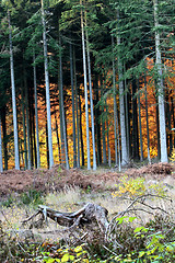 Image showing Ravnsholt Skov forest in  Alleroed Denmark