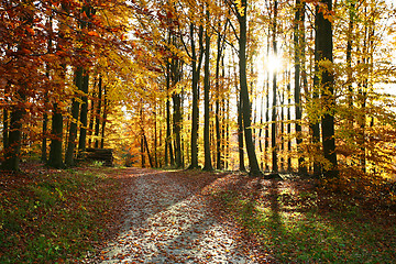 Image showing Ravnsholt Skov forest in  Alleroed Denmark