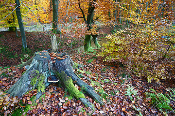 Image showing Ravnsholt Skov forest in  Alleroed Denmark