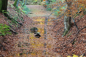 Image showing Ravnsholt Skov forest in  Alleroed Denmark