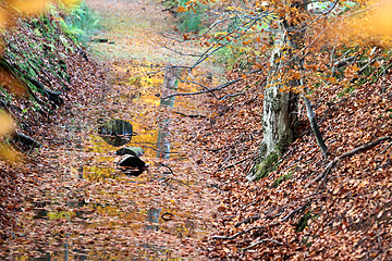 Image showing Ravnsholt Skov forest in  Alleroed Denmark