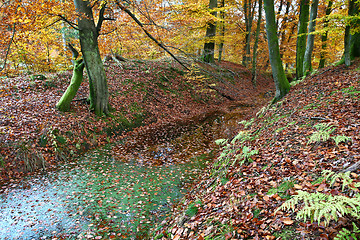 Image showing Ravnsholt Skov forest in  Alleroed Denmark