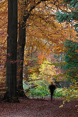 Image showing Man walking