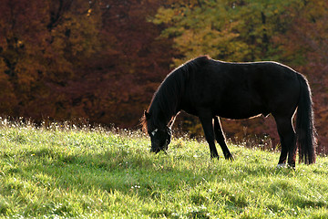 Image showing Ravnsholt Skov forest in  Alleroed Denmark