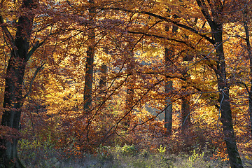 Image showing Ravnsholt Skov forest in  Alleroed Denmark