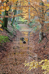 Image showing Ravnsholt Skov forest in  Alleroed Denmark