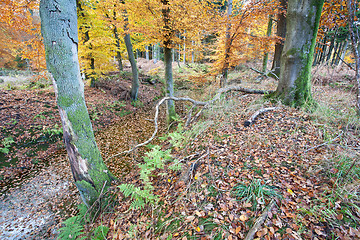 Image showing Ravnsholt Skov forest in  Alleroed Denmark