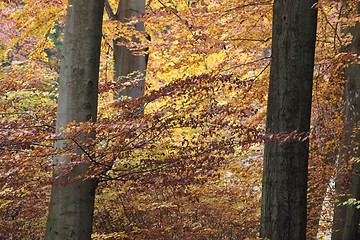 Image showing Ravnsholt Skov forest in  Alleroed Denmark